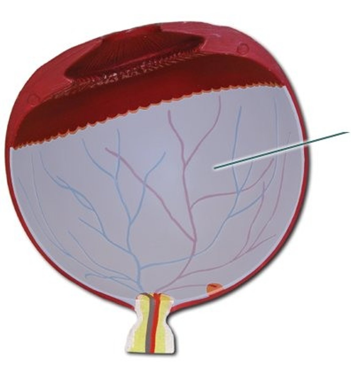 <p>jellylike substance posterior to the lens; holds the retina in place</p>