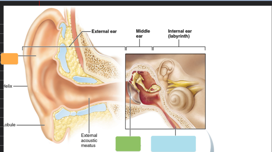 <p>What part of the ear is this? (light green)</p>