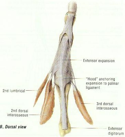 \-EDC → all

\-Extensor indices → 2nd only

\-Extensor digiti minimi → 5th only

\-Lumbricals → IP joints only, place writing position