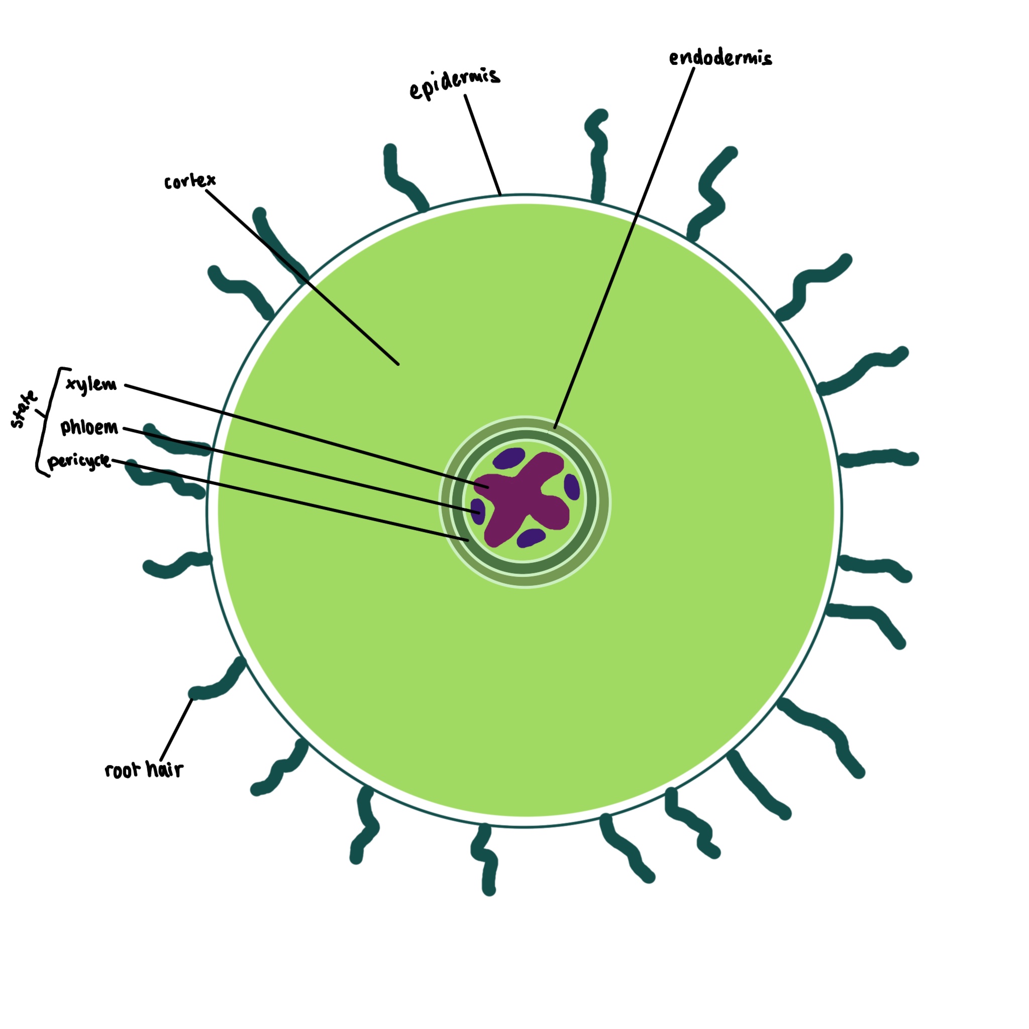 <p>What type of cell is this</p>