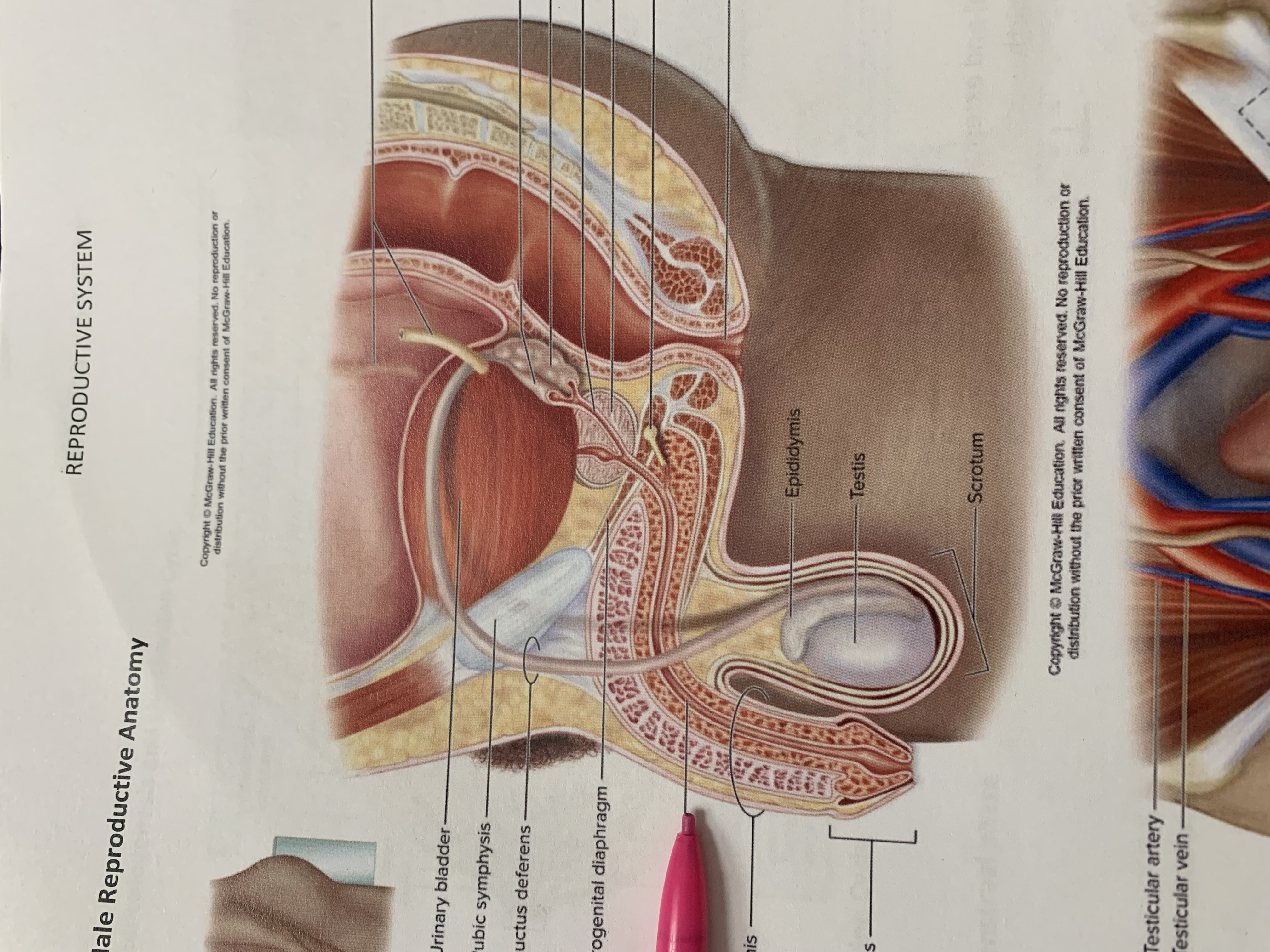 term image