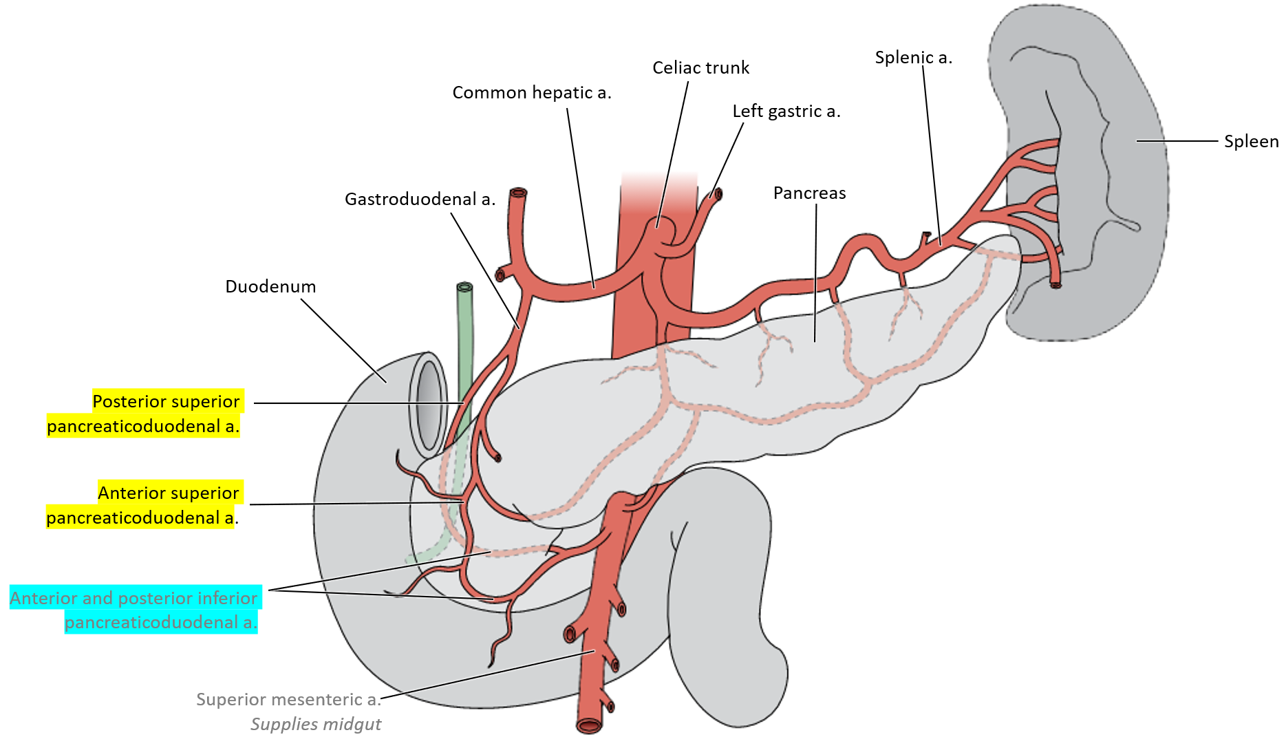 <p>The <strong>celiac trunk</strong> and the <strong>superior mesenteric artery</strong></p>