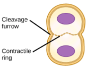 <p>in cytokinesis where a contractile ring of microfilaments are in the plasma membrane are along with metaphase plate and tightens constricting the cell forming a groove </p><p></p>