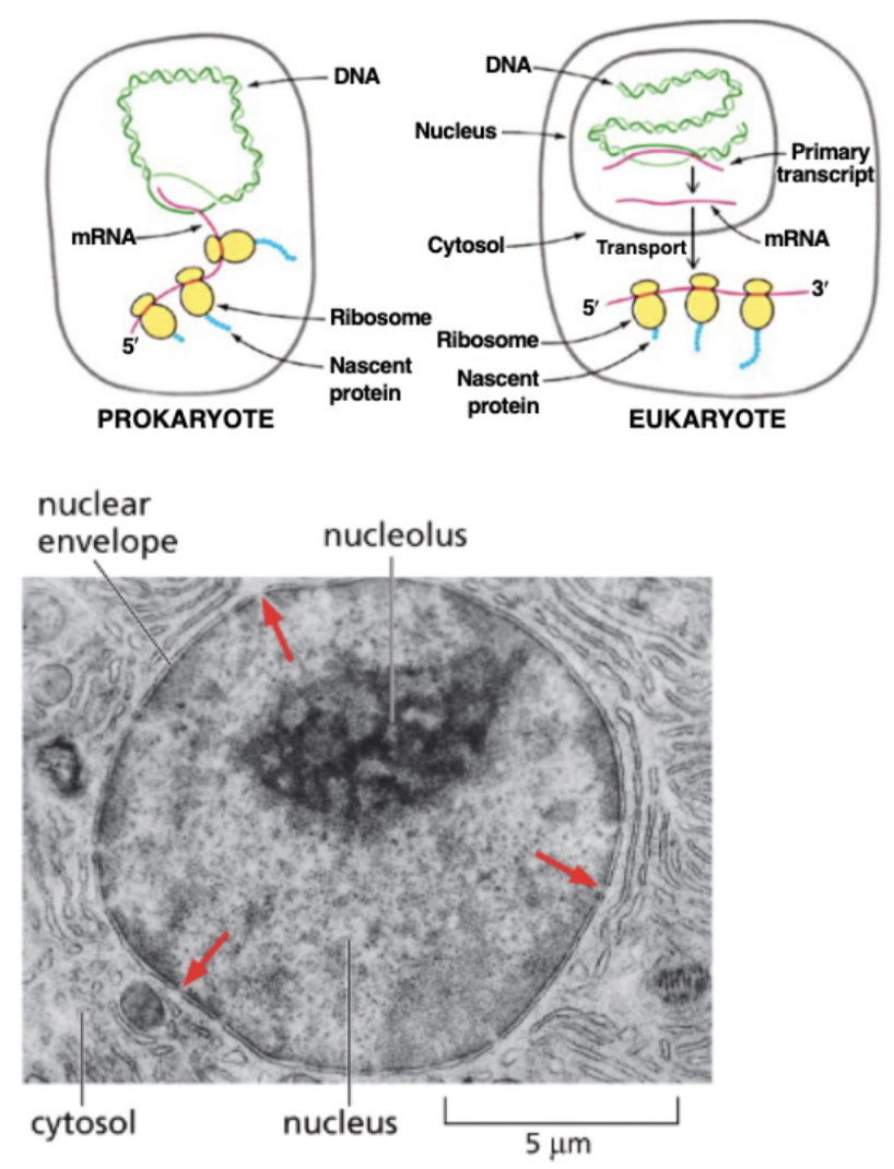 <ul><li><p>EUKARYOTIC RNAS ARE PROCESSED IN THE NUCLEUS</p></li><li><p>IN PROKARYOTES, RIBOSOMES IMMEDIATELY ATTACH TO THE 5’ ENDS OF TRANSCRIPTS TO BEGIN TRANSLATION</p></li><li><p>EUKARYOTIC RNAS MUST BE TRANSPORTED OUT OF THE NUCLEUS THROUGH NUCLEAR PORES (ARROWS)</p></li><li><p>FIRST, THE RNAS MUST BE PROCESSED…</p></li></ul><p></p>