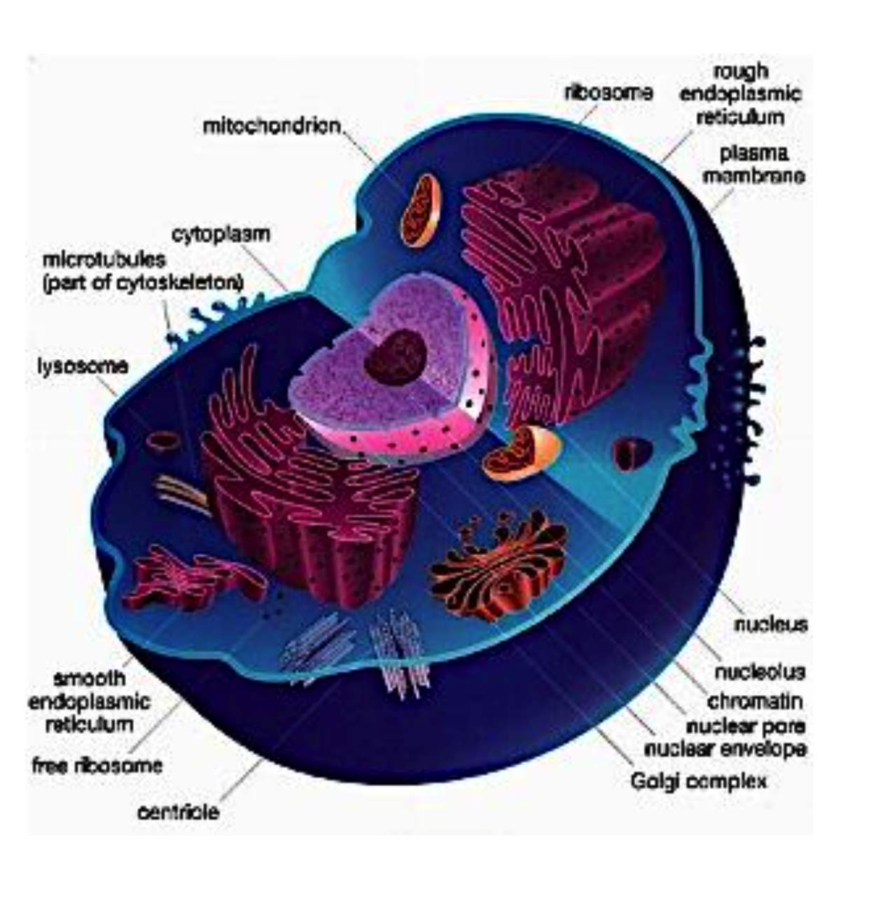 <p>What are cells? What are tissues?</p>