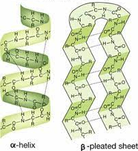 <p>Alpha helices (helix) and beta sheets are formed by hydrogen bonding.  The backbone fold into these structures with and hydrogen bonds between the carboxylic and amino group of the polypeptide backbone.</p>