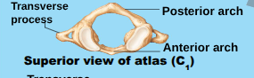 <p>no body, superior surfaces of its transverse processes contain large depression that reive the occipital condyles of the skull.</p>