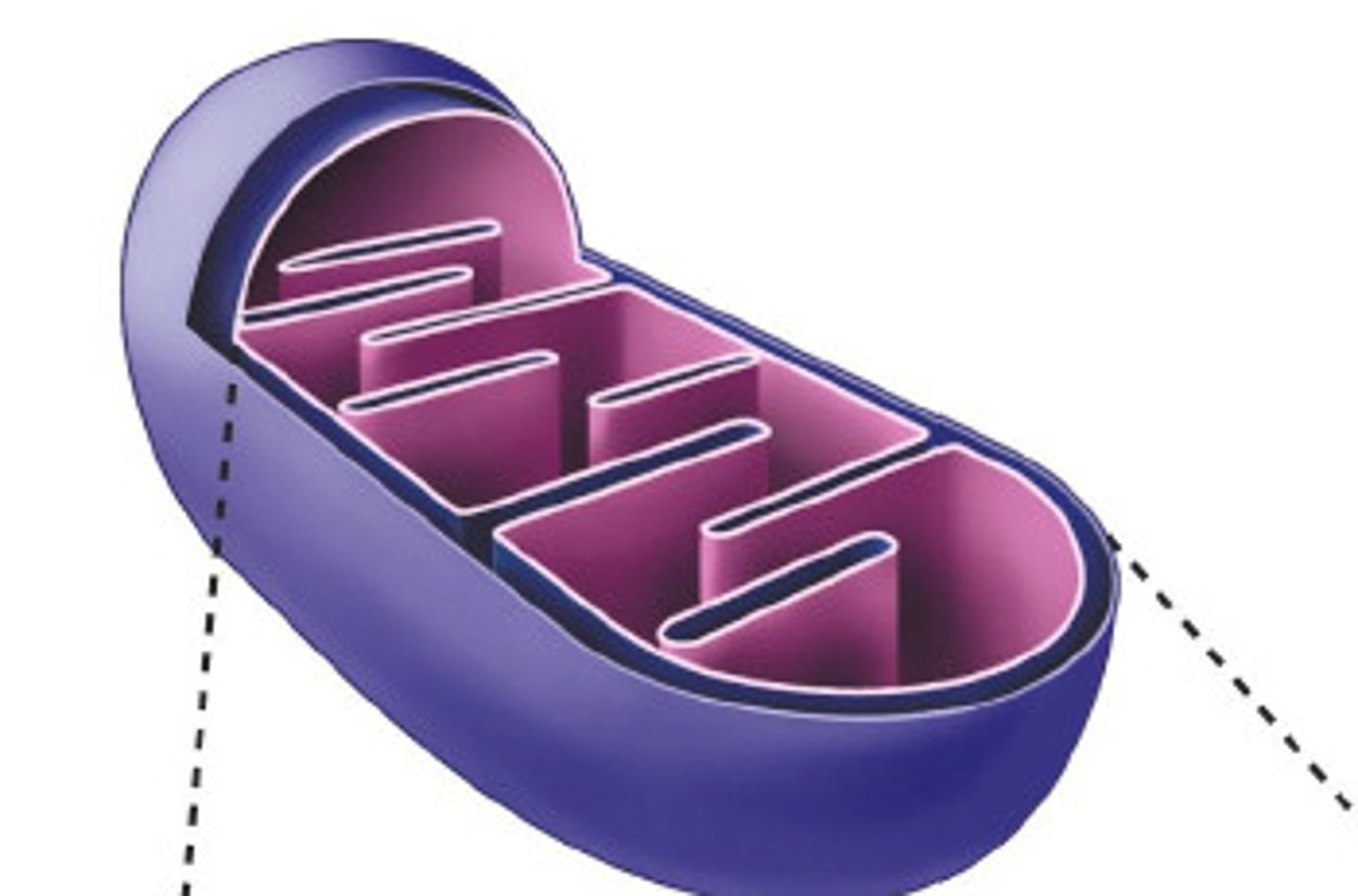 <p>site of oxidative phosphorylation and the electron transport chain</p>