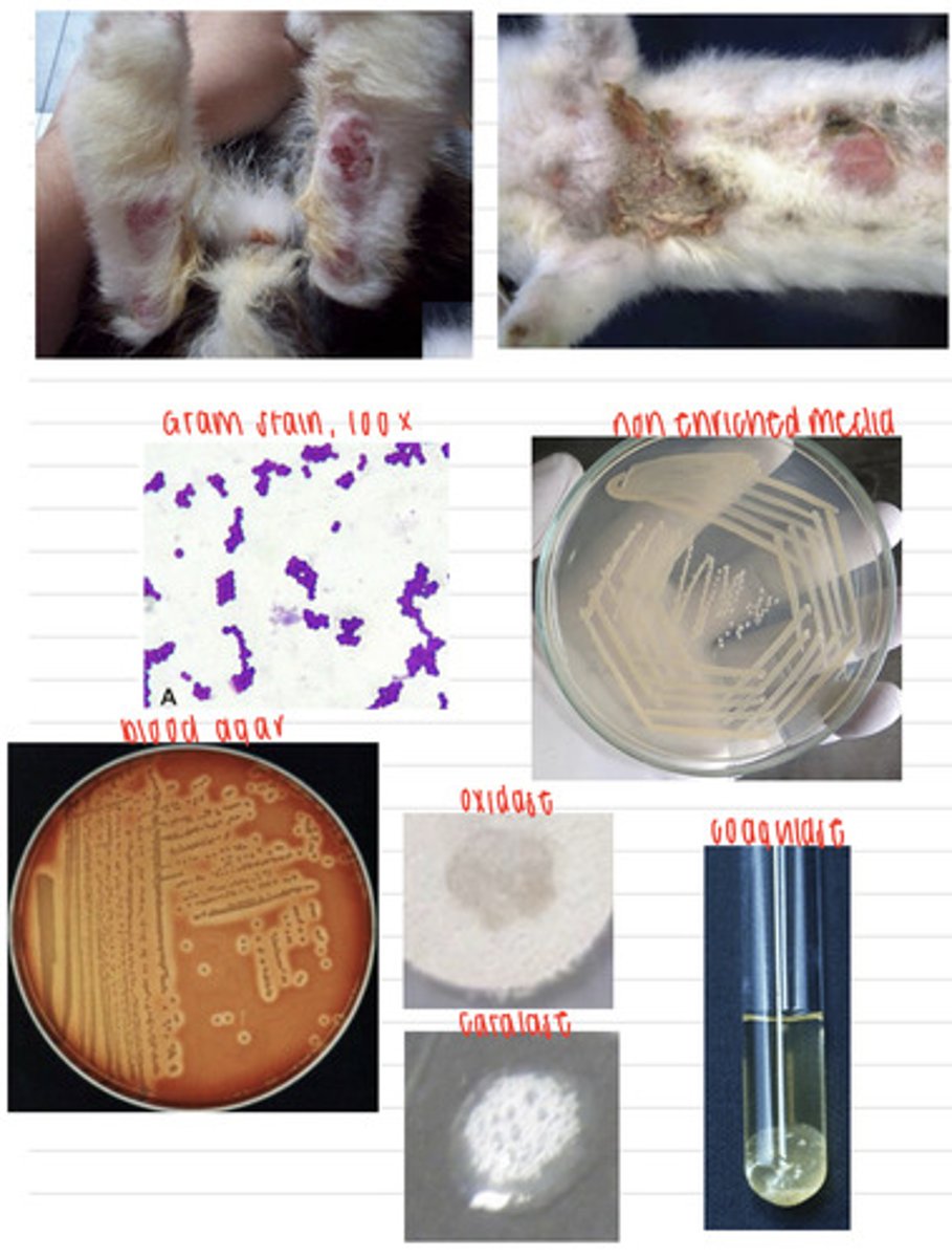 <p>A rabbit comes into the vet because of these skin lesions. We take samples, and isolate them on non-enriched media, blood agar, and MacConkey agar (no growth). we also stain using the gram method and perform oxidase, catalase, and coagulase tests. Here are the results.</p><p>What is the diagnosis?</p>