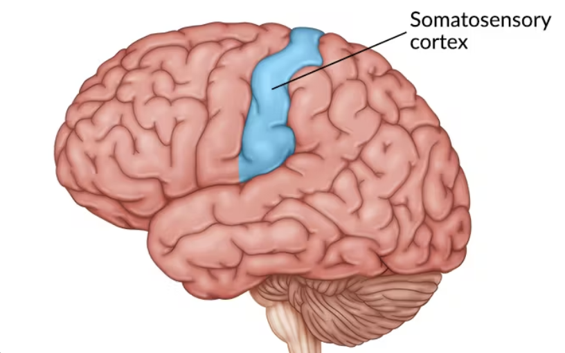 <p>Primary Somatosensory Cortex</p>