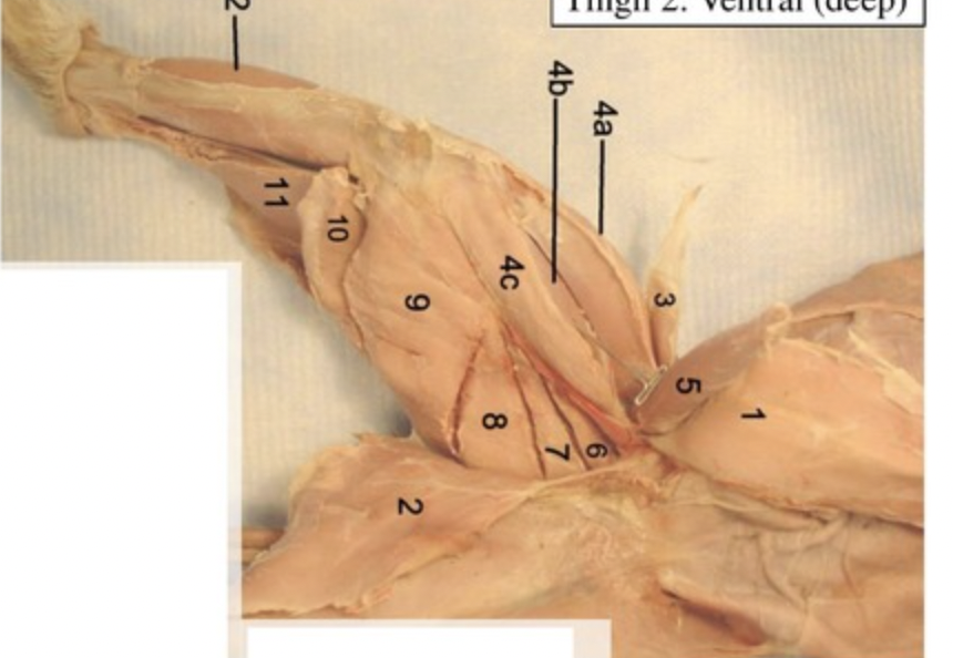 <p>What is 4b? </p>