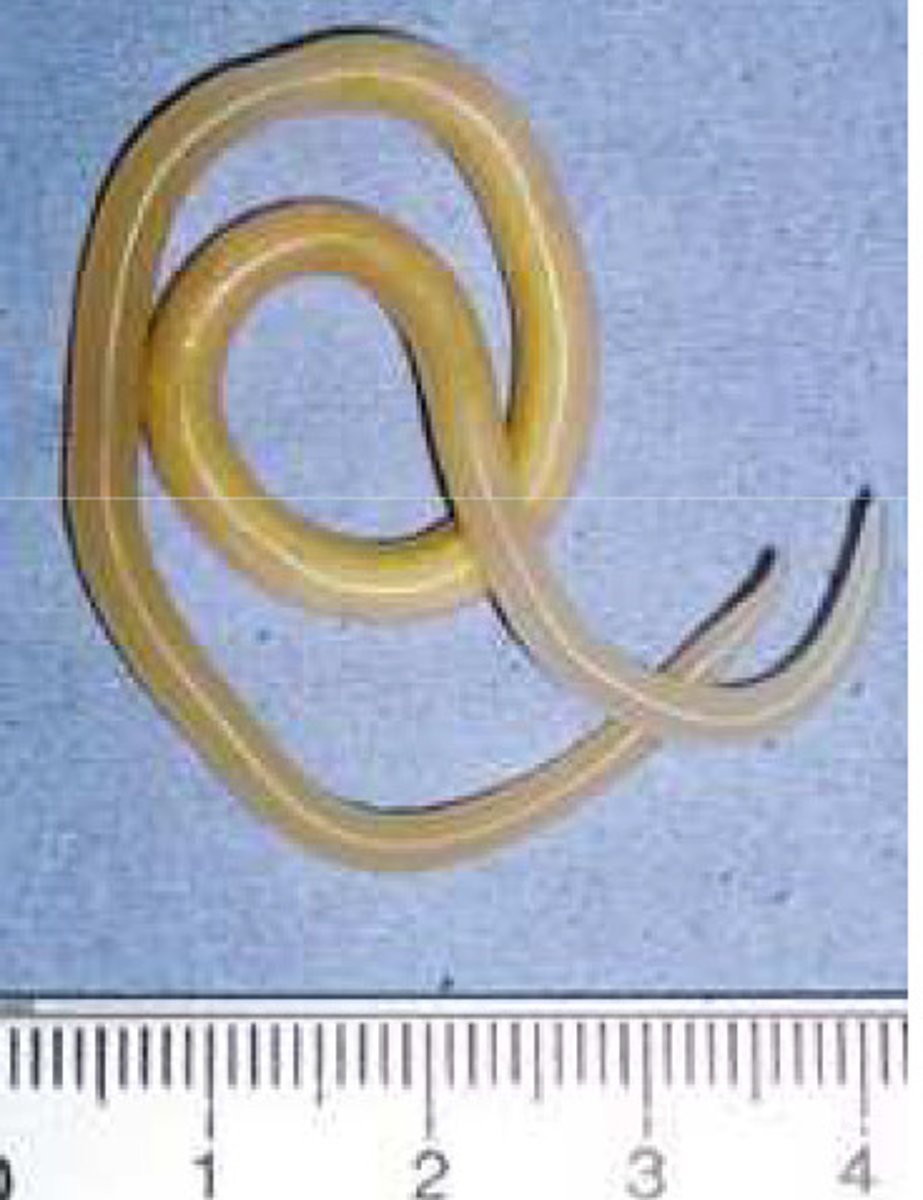 <p>Genus of roundworm parasites that live in the intestines of pigs, horses, and humans</p>