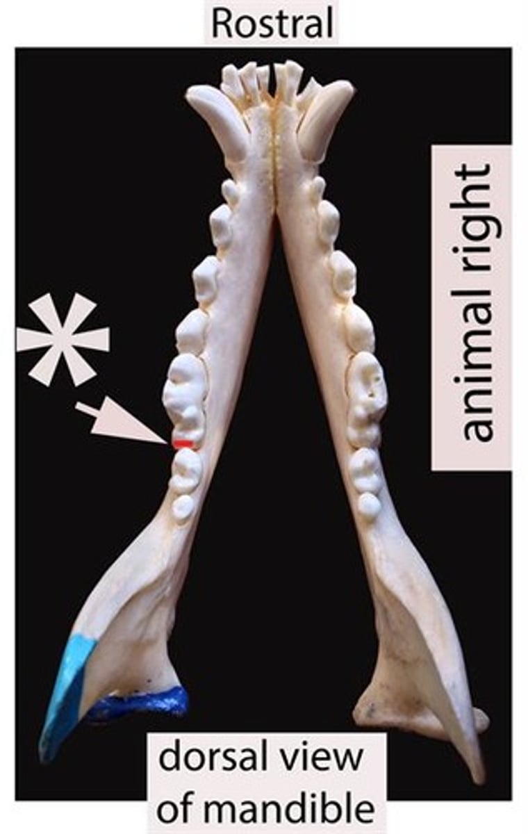 <p>On the first molar, identify the surface the red line being pointed to by an arrow represents.</p>