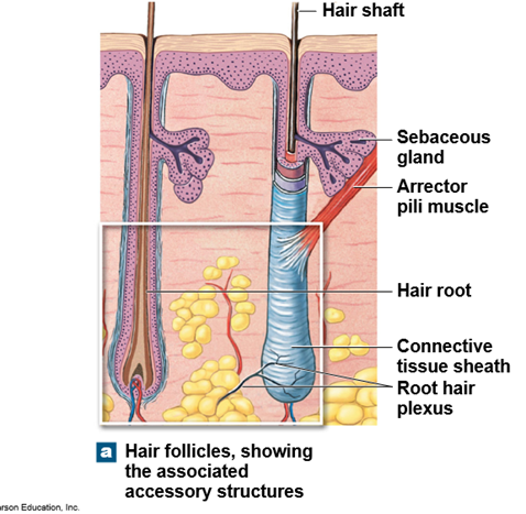 <p>The root (in the dermis) and the shaft (extending through the epidermis).</p>