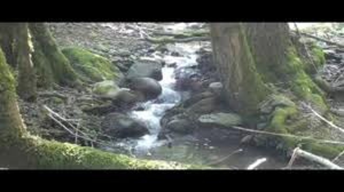 <p>to murmur, whisper</p>