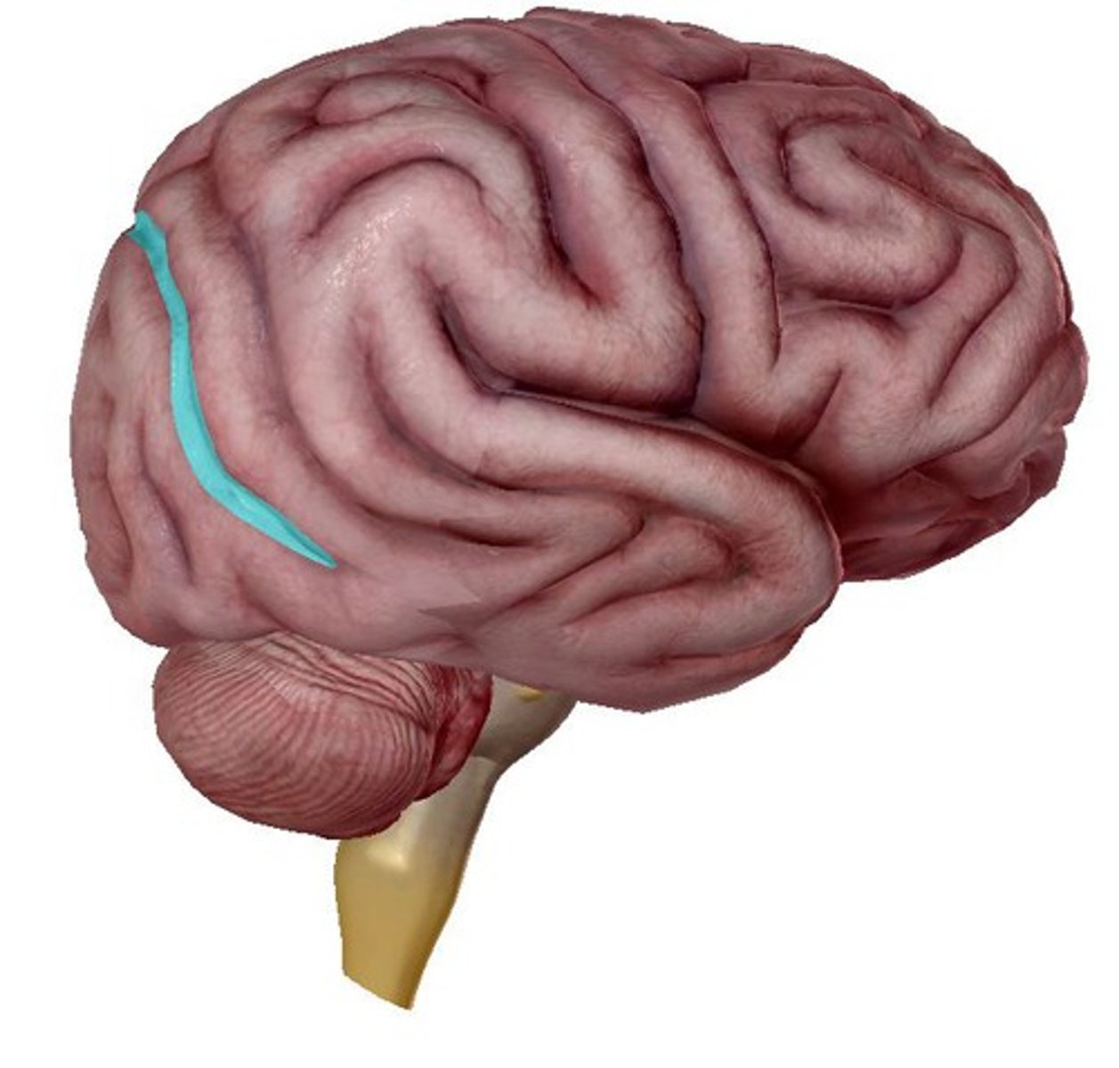 <p>separates parietal and occipital lobes</p>