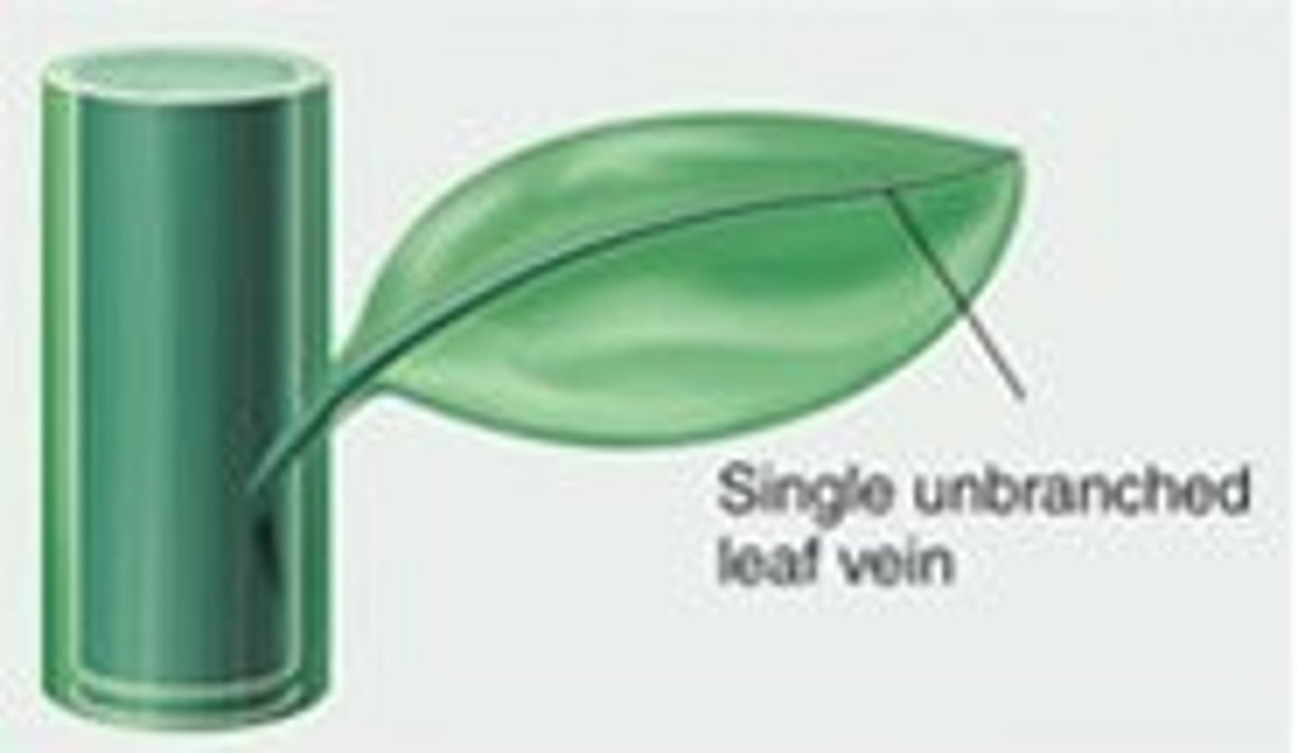<p>leaves with a single vein</p>