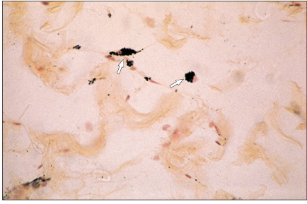 <p>name of histologic slide:</p><p>Specie:</p><p>Stain used:</p>