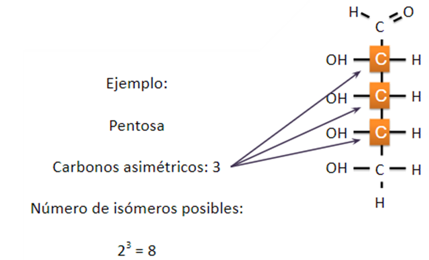 <p>Isomería espacial o estereoisomería</p><p>MISMA fórmula estructural DISTINTA posición relativa de átomos en el espacio.</p><p>Monosacárido con C asimétrico (4 grupos distintos unidos) NUNCA C EN ESQUINAS</p><p>+C asimétricos= +tipos de isomería</p><ul><li><p><strong>CÁLCULO:</strong></p><p>2n (n=C asimétricos)</p></li></ul>