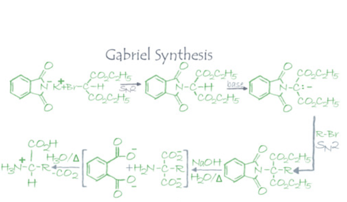 <p><span>The gabriel synthesis starts with N-pthalamidomalonic ester "Thad", which protects both the amine group and carboxylic acid. The alpha-carbon will be alkylated, hydrolyzed, and then heated for a decarboxylation.</span></p>