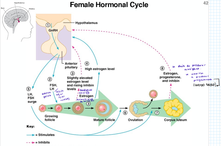 <ul><li><p class="ds-markdown-paragraph"><strong><span>Hormona Liberadora de Gonadotropina: </span></strong><span>estimula la pituitaria</span></p></li><li><p class="ds-markdown-paragraph"><strong><span>Hormona Estimulante del Folículo (FSH): </span></strong><span>estimulan el folículo</span></p></li><li><p class="ds-markdown-paragraph"><strong><span>Hormona Luteinizante (LH)</span></strong><span>: estimulan el folículo</span></p></li><li><p class="ds-markdown-paragraph"><strong><span>Estrógeno</span></strong><span>: hace un feedback loop +, estimula la pituitaria para que cada vez hayan más estrógenos → maduración del folículo</span></p></li><li><p class="ds-markdown-paragraph"><strong><span>Progesterona</span></strong><span>: en la ovulación se deja de producir estrógeno y se empieza a producir progesterona</span></p></li><li><p class="ds-markdown-paragraph"><strong><span>Inhibina</span></strong><span>: el cuerpo lúteo libera progesterona e inhibina, que inhiben la pituitaria</span></p></li><li><p class="ds-markdown-paragraph"><span>Relaxina: producida por el ovario y la placenta durante el embarazo. Relaja los ligamentos de la pelvis y ablanda y dilata el cuello uterino).</span></p></li></ul><p></p>