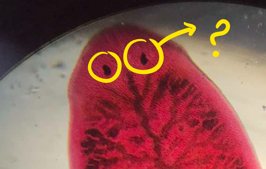 <p>part of Planaria; a pair of eyes at the anterior end</p>