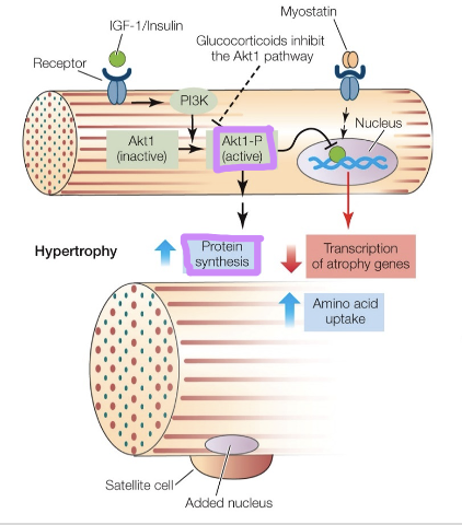 homeostasis between hypertrophy and atrophy

PGC-1a, hypertrophy?

myostatin and PI3K-Akt1 pathway control hypertrophy and atrophy

\
myostatin: negative growth regulator, myostatin mutants = double muscled, causes atrophy = muscle degradation, suppresses protein synthesis, increases atrophy genes

\
PI3K-Akt1: hypertrophy, overall gene expression is increased, enhances muscle growth, Akt1-p inhibts myostatin binding

\

