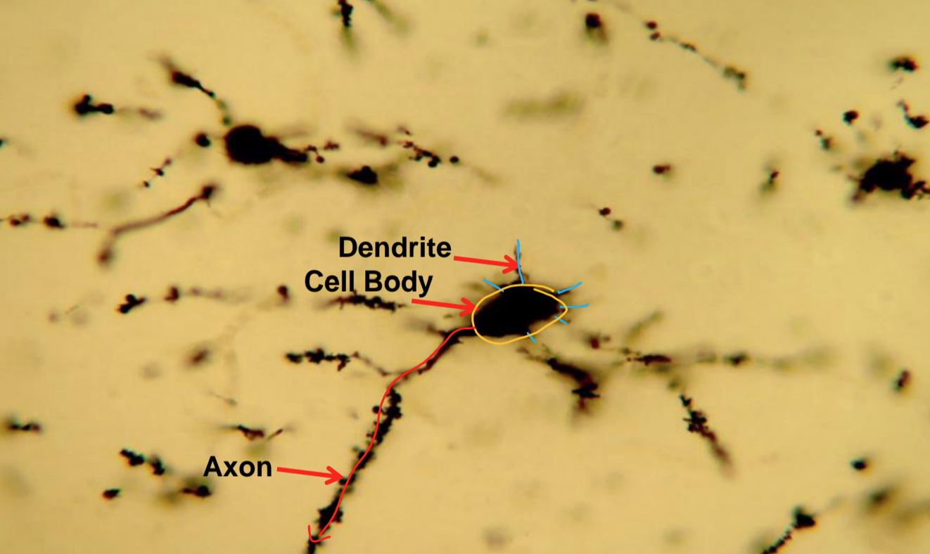 <p>what tissue is depicted in the image</p>