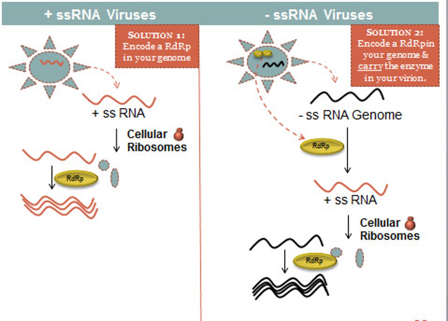 <p>A viral enzyme that makes a strand of RNA by reading a strand of RNA . All prokaryotic and eukaryotic RNA polymerases are DNA dependent</p>