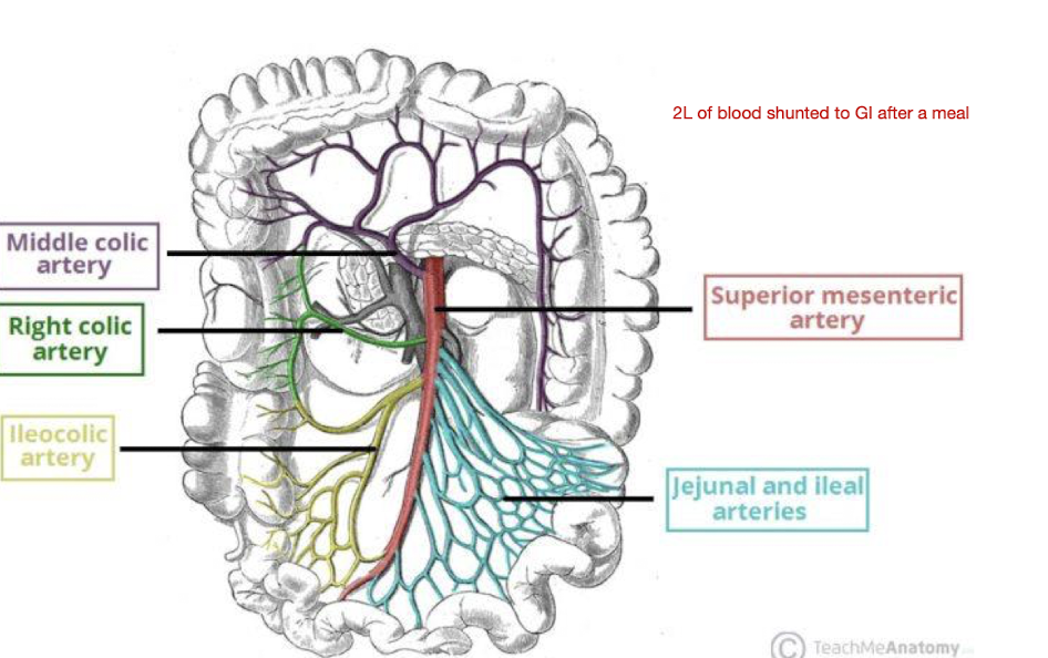 <p>How much blood is shunted to the GI System after a meal for digestion?</p>