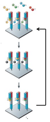 <p><span>Add 4 labeled nucleotides and DNA polymerase</span></p><p><span>3’ Reversible terminator ensures that only 1 nucleotide is added per cycle</span></p><p><span>Take thousands of pictures across the flow cell</span></p><p><span>Call the nucleotide incorporated at each spot</span></p><p><span>Remove terminators and dyes</span></p>