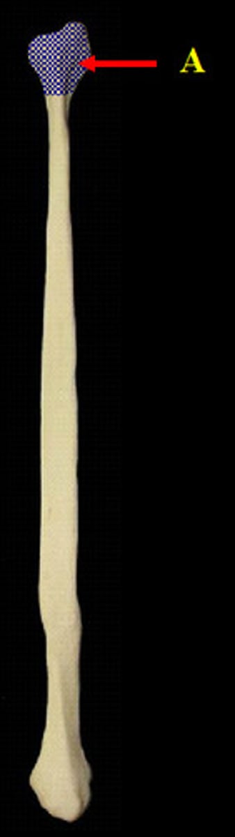 <p>proximal end of fibula</p>