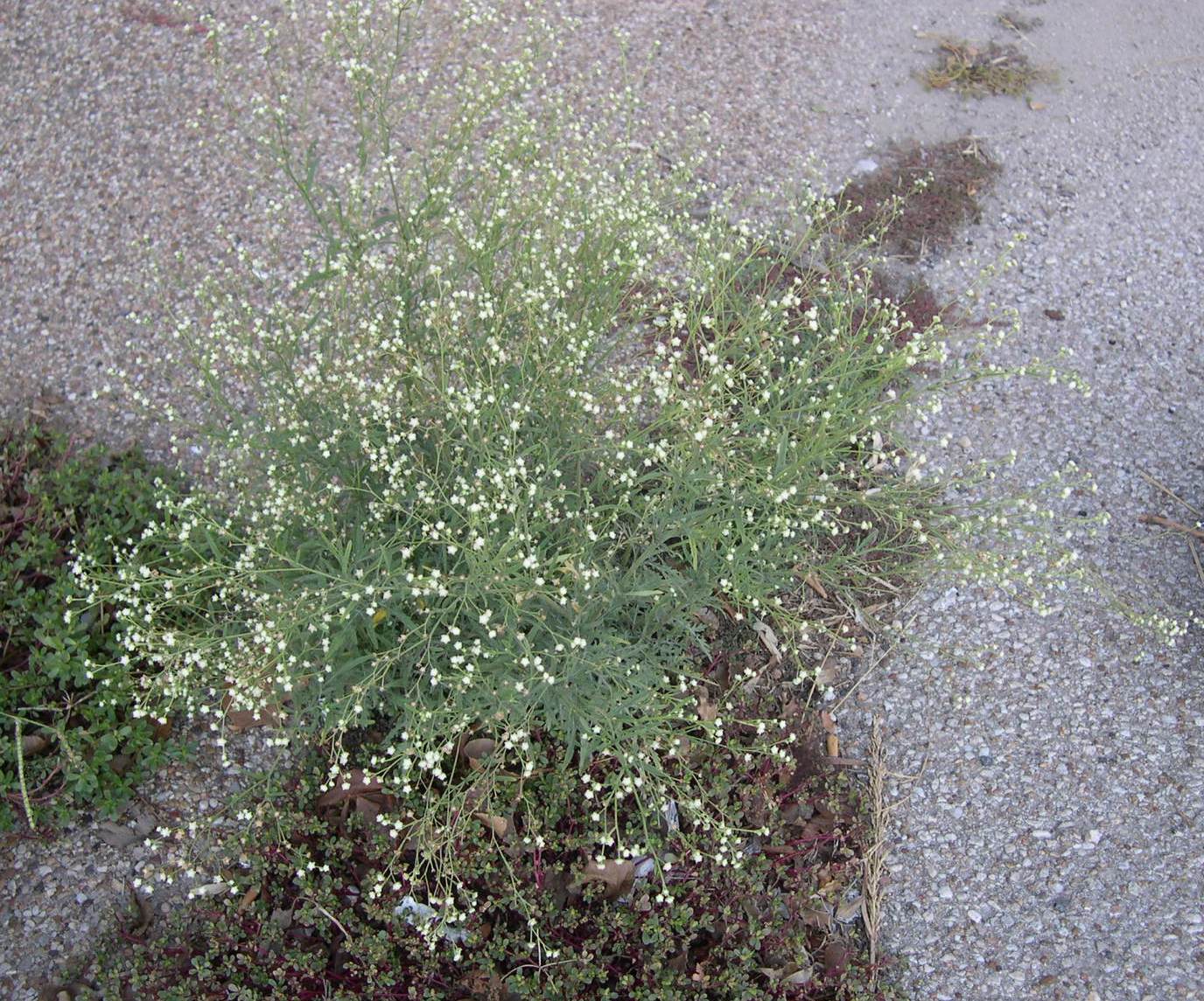 <p>Parthenium hysterophorus&nbsp;</p><p>(Aster)</p>