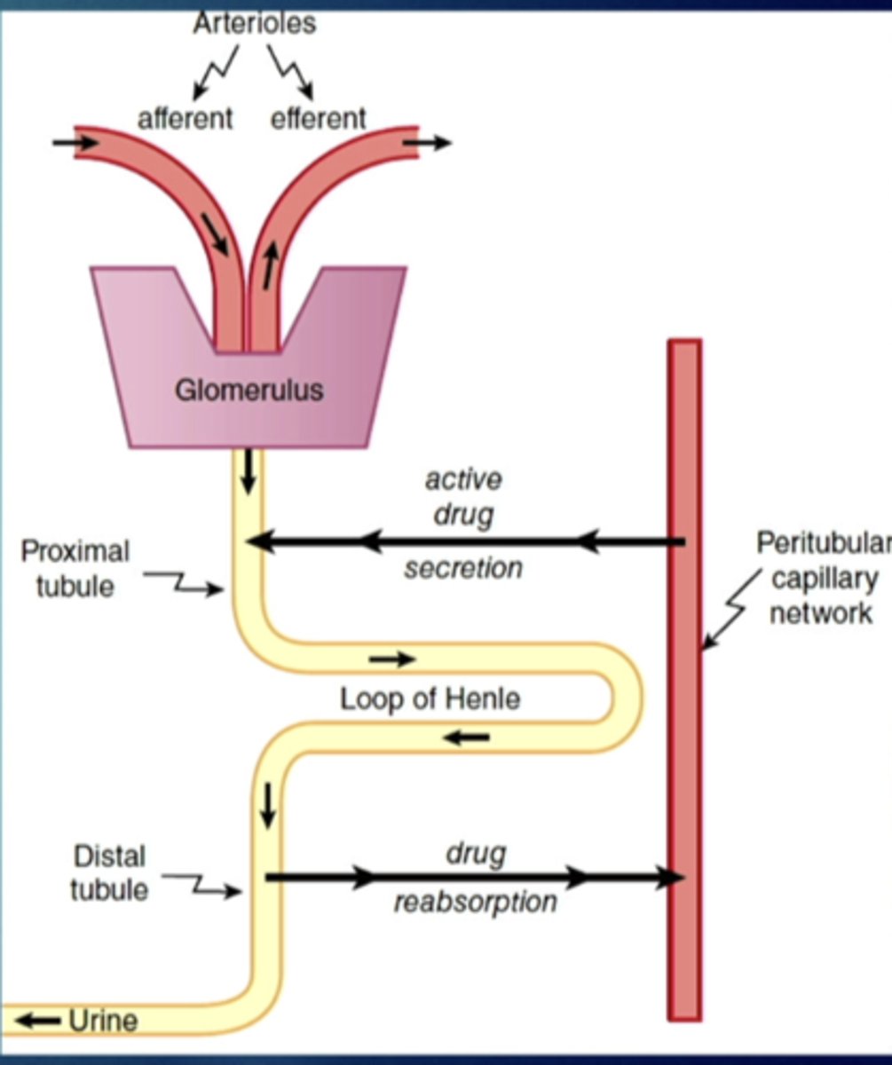 <p>glomerular filtration - hydrostatic pressure</p><p>active secretion to proximal tubule</p><p>passive reabsorption from distal tubule back into systemic circulation</p><p>drugs can passively diffuse from urine into tubular cells and back into blood stream - recycling</p><p>---ph of urine and pKa of drug are important</p>
