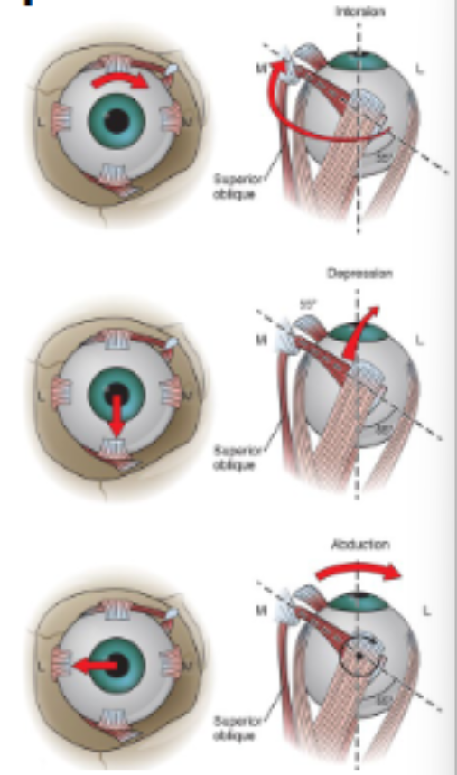 <p>What are the movements from primary position of the superior oblique?</p>