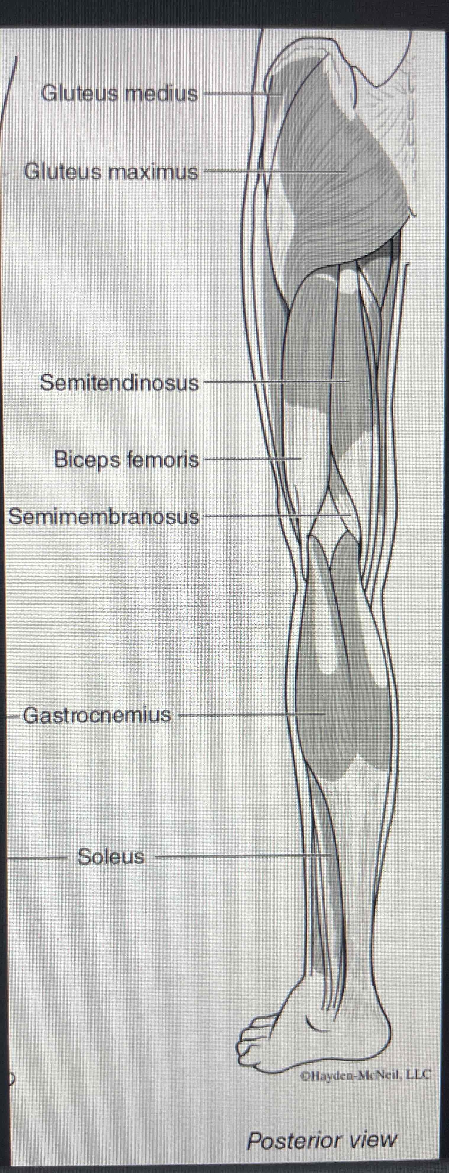 Lab B Muscle Anatomy Ii Flashcards Knowt