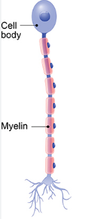 <p>What kind of neuron is pictured?</p>