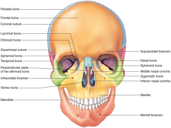 <ul><li><p>supports the face and protects the brain. </p></li><li><p>into two types: </p><ul><li><p>cranial bones </p><ul><li><p>facial bones. </p></li></ul></li></ul></li><li><p>In the adult, the skull consists of 22 individual bones, </p><ul><li><p>21 of which are immobile and united into a single unit. </p></li><li><p>The 22nd bone is the mandible (lower jaw), which is the only moveable bone of the skull.</p></li></ul></li></ul><p></p><ul><li><p>8 cranial bones form the top, sides, and back of the skull</p></li><li><p>14 facial bones form the face</p></li><li><p>3 ossicles found in each middle ear</p></li></ul><p></p>