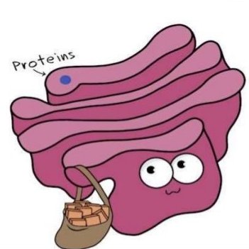 <p>A type of endoplasmic reticulum that is not covered with ribosomes, involved in lipid synthesis and detoxification</p>