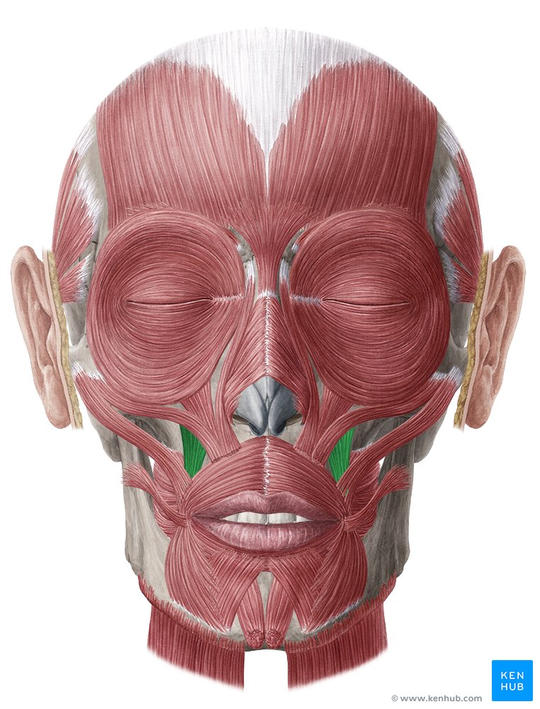 <p>F: Elevate angle of the mouth; I: Buccal branch of CN VII</p>