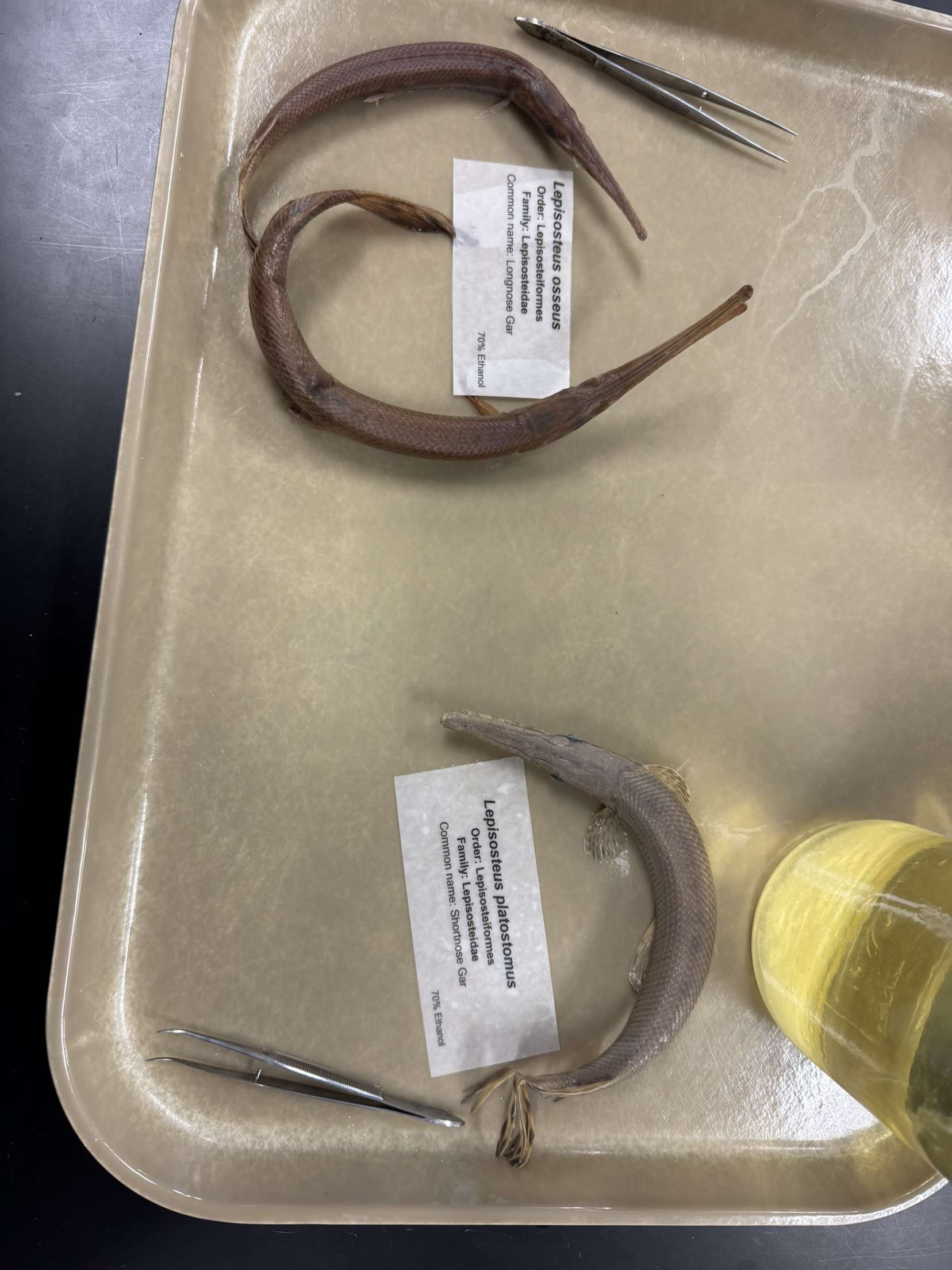 <p>Lepisosteiformes</p>