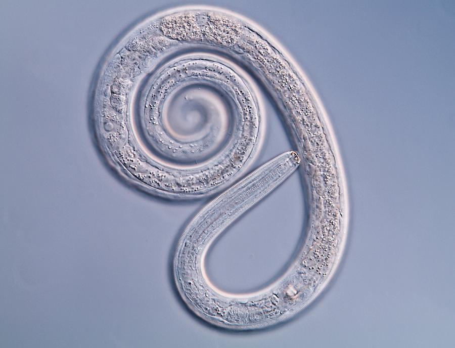 <p>Phylum+what they are known as? (General)</p>