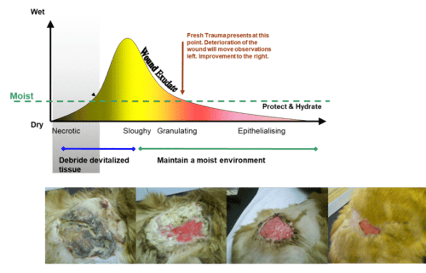 <p>-between granulating and sloughing</p><p>-following haemostasis observations will move to left. as inflam ensues, WBCs become active and slough and exudate increase as result. as proliferation begins, wound progresses towards right again</p><p>-if deteriorating, wound will stay towards left</p><p>-improving wounds should progress to right</p>