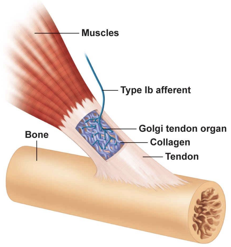 <p></p><ul><li><p>golgi tendon organ is a <strong>proprioceptive sensory receptor organ</strong> that <u>sense changes in muscle tension</u></p></li><li><p>it lies at the <strong>origins and insertions</strong> of skeletal muscle fibers into the tendons of skeletal muscle</p></li><li><p>are <strong>stimulated with excessive tension</strong> during muscle contraction</p></li><li><p>cause a <u>reflex inhibition</u> of the muscle</p></li><li><p>function: to <strong>protect the muscle and connective tissue from injury</strong></p></li></ul><p></p>