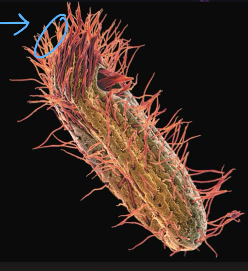 <p>Finer and shorter extensions of the cell that produce back-and-forth motions. Allows the cell the ability to move.</p>
