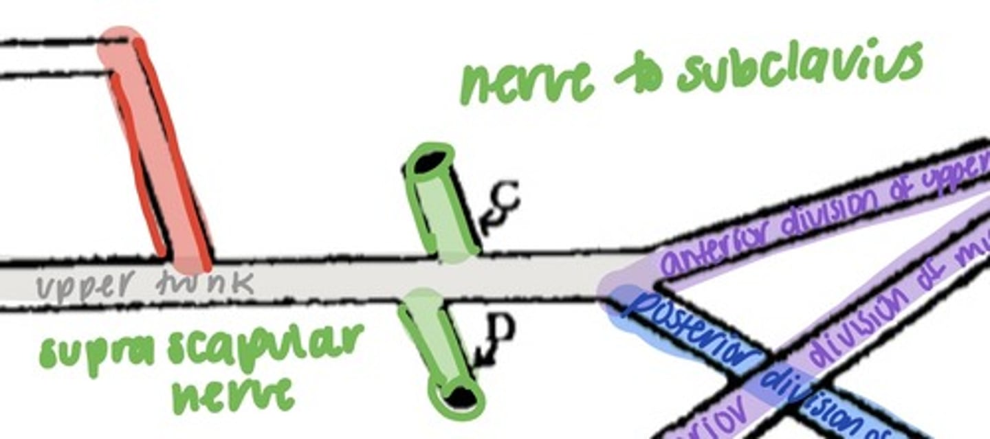 <p>1. nerve to subclavius</p><p>2. suprascapular nerve</p>