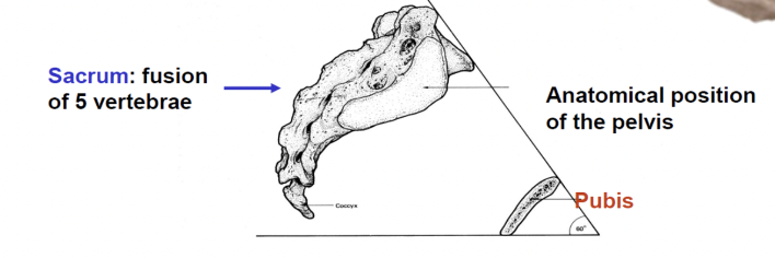 <p>Inferior to sacrum</p><p>(pelvis is tilted forward)</p>