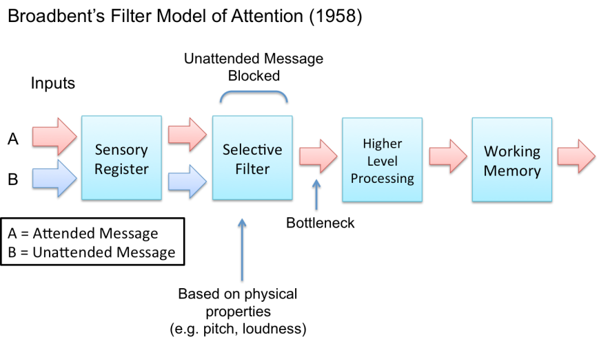 <ul><li><p>Cherry’s work led to this early attention theory</p></li><li><p>How it is possible to focus one message</p></li></ul><p></p>