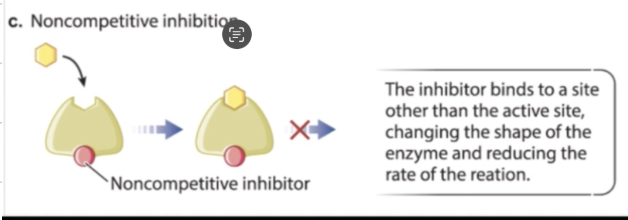 <ul><li><p>inhibitor binds elsewhere on enzyme (not active site), such as allosteric site</p></li><li><p>changes enzyme shape → prevents substrate binding or conversion</p></li><li><p>substrate may still bind, but cannot be converted into product</p></li></ul><p></p>