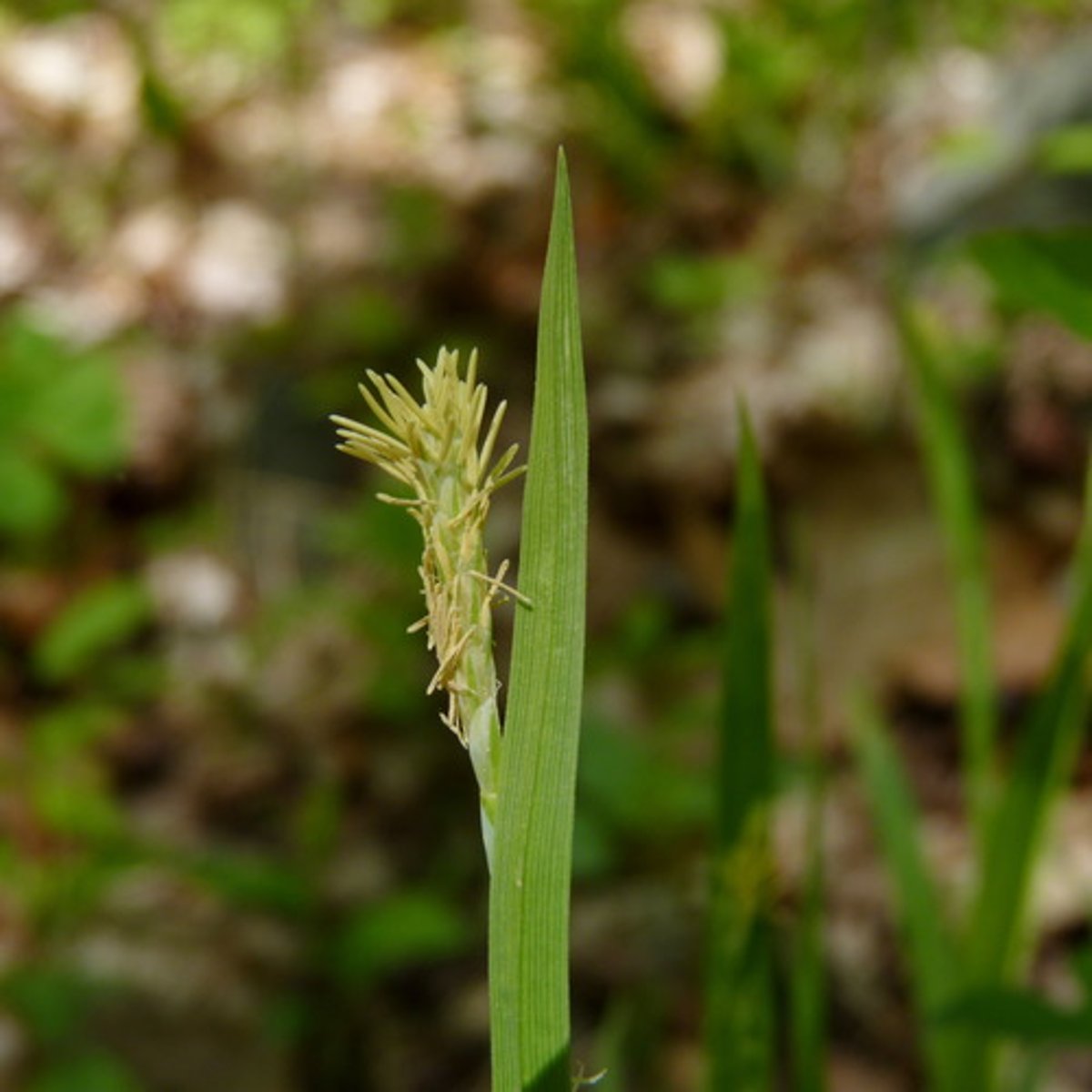 <ul><li><p>triangular stem</p></li><li><p>separate unisexual spikelets on the same spikes</p></li></ul><p>Species</p>